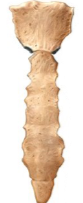 <p>_____ bones: thin, nearly parallel layers of compact bone enclosing a layer of spongy bone</p>