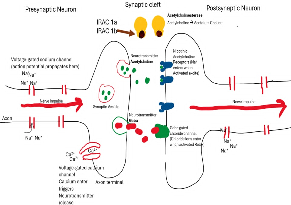 <ul><li><p>Target site: Acetylcholinesterase (AChE)</p></li><li><p>1a – Carbamates </p></li><li><p>1b – Organophosphates </p></li><li><p></p></li><li><p>Active constituents: Bendiocarb (1A) and Chlorpyrifos(1B) </p></li><li><p>Carbamates and organophosphates inhibit Acetylcholinesterase, preventing acetylcholine from being broken down.</p></li><li><p>Acetylcholine Builds up in the Synaptic Cleft </p></li><li><p>Acetylcholine keeps activating nicotinic acetylcholine receptors</p></li><li><p>Continued never stimulation/overexcitation </p></li><li><p>Tremors/twitching →  paralysis →  Death</p></li></ul><p></p>