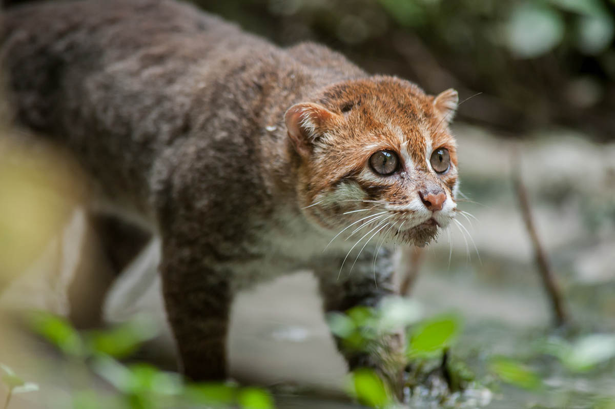<p>reddish-brown thick fur on top head, dark brown on body, white on underbelly, face lighter, muzzle and chin white, white stripes along nose, rounded ears</p>