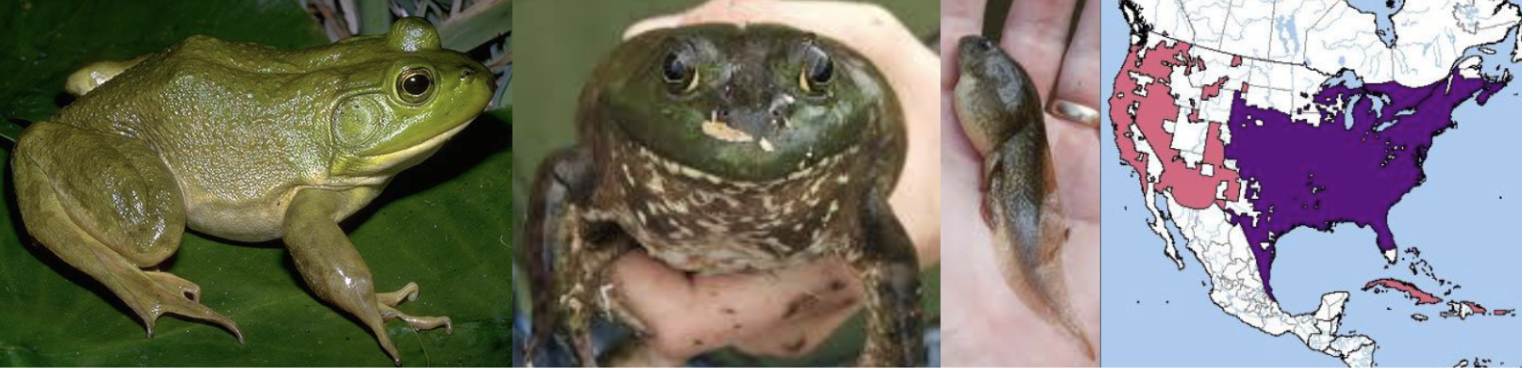 <ul><li><p><span style="background-color: transparent;"><strong>Habitat:</strong> </span><span>permanent bodies of still water with abundant aquatic vegetation</span></p></li><li><p><span style="background-color: transparent;"><strong>Diet:</strong> </span><span>insects, snakes, worms, frogs, salamanders, crustaceans, eggs of frogs, fish, salamanders</span></p></li><li><p><span style="background-color: transparent;"><strong>Characteristics:</strong> smooth, wet, bigger when full grown but often overlap with green frog, vary in color/mottling (can overlap with green frog), </span><span>ridge runs from eye to shoulder</span></p></li></ul><p></p>