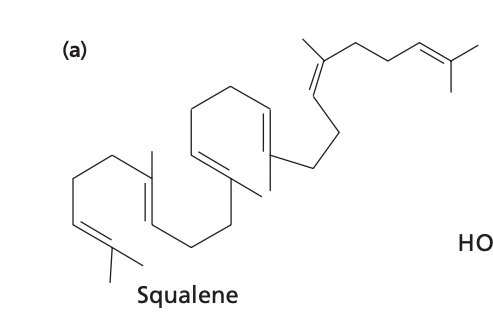<p>precursor of most steroids</p>