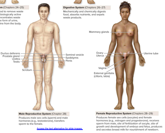 <p>Male &amp; female reproductive systems </p>