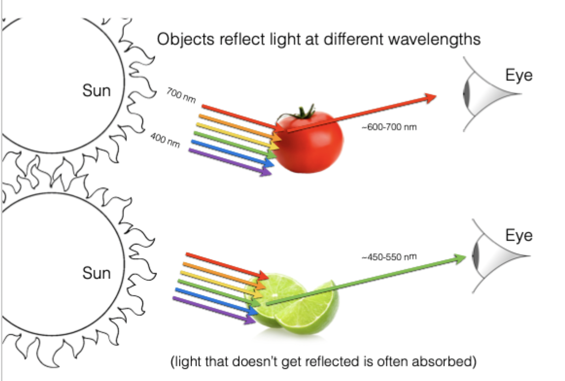 <p> </p><ul><li><p><span>Why is tomato red? A blueberry blue?</span></p></li><li><p><span>We have the sun which is our main light source, inputting a whole bunch of energy in the visible range but also outside of the visible range. Sun emitting lots of electromagnetic energy. All these photons bombarding from 700-400nm the tomato.</span></p></li><li><p><span>Different objects reflect different kinds of wavelengths</span></p></li><li><p><span>Tomato reflecting longer wavelengths which we interpret as red.</span></p></li><li><p><span>Light that doesn't get reflected gets absorbed.</span></p></li></ul><p></p>