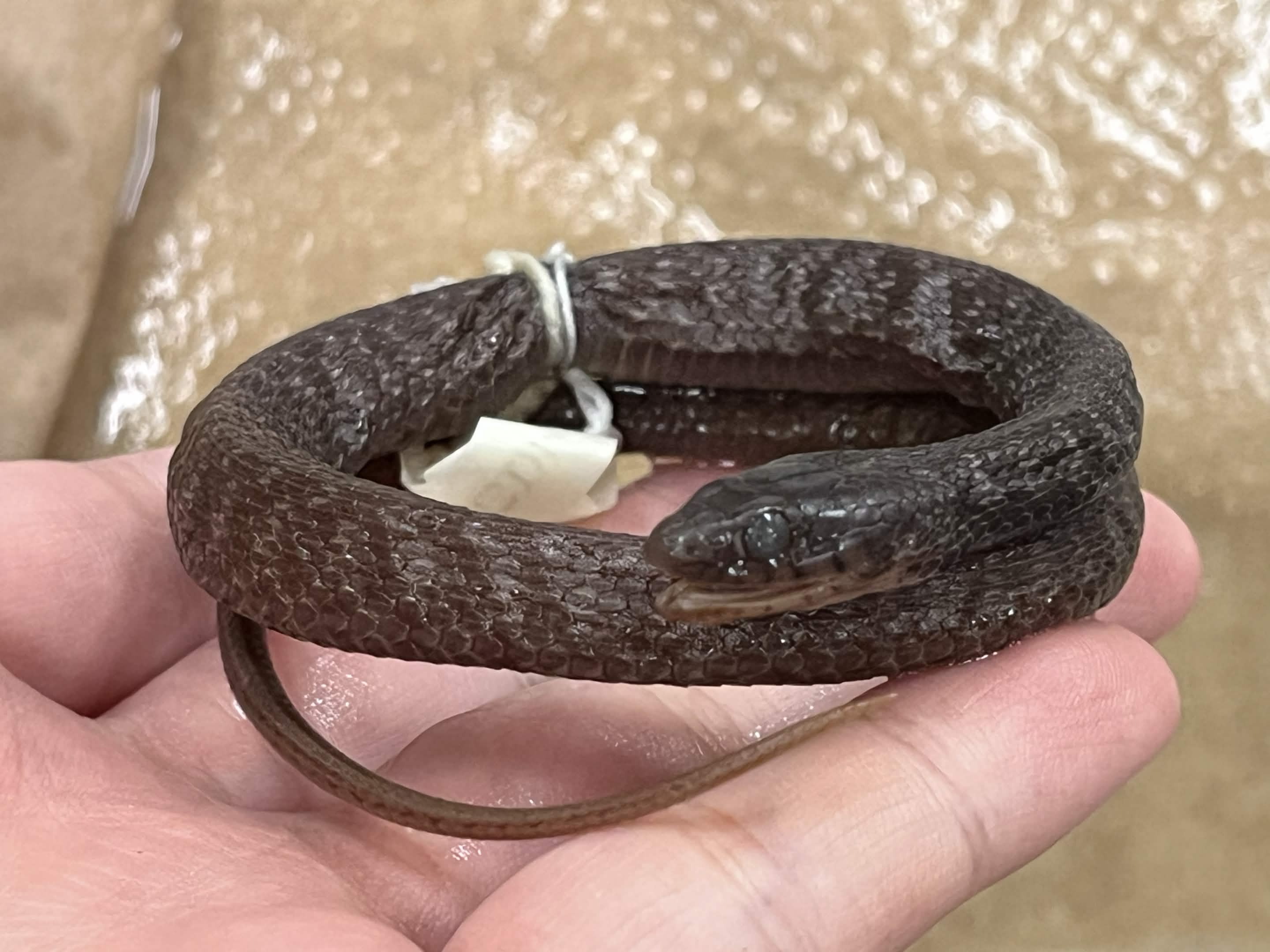 <p> Infraorder + Superfamily + Family + Scientific name?<br>- checkered<br>- 6>7 upper labial<br>- no dorsal stripe<br></p>