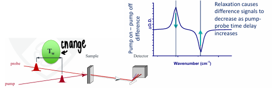 <p>We can watch the molecules relax, as the time delay increases, the signals decrease.</p><ul><li><p>Here the v= 1→2 depletes as it relaxes, therefore the v= 0→1 increases as the molecules have relaxed back into this state.</p></li></ul><p></p>
