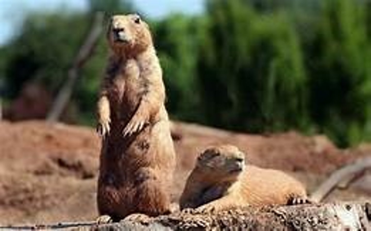 <p>animal,3in</p>
