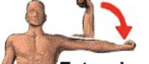 <p>increase the angle of the joint</p>