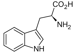 <ul><li><p>Tryptophan (W)</p></li><li><p>aromatic</p></li></ul><p></p>