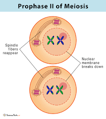 <p>Prophase 2</p>