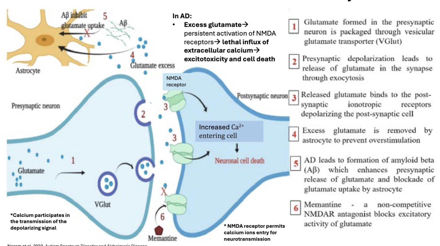 <p>Glutamate-Induced Calcium-Mediated Excitotoxicity in AD:</p><ul><li><p>_______ glutamate —> persistent _______ of _______ receptors —> lethal influx of _______ —> _______ and _______</p></li></ul><p></p>