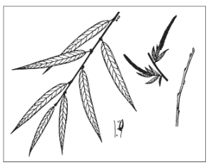 <p>Identify the species</p>