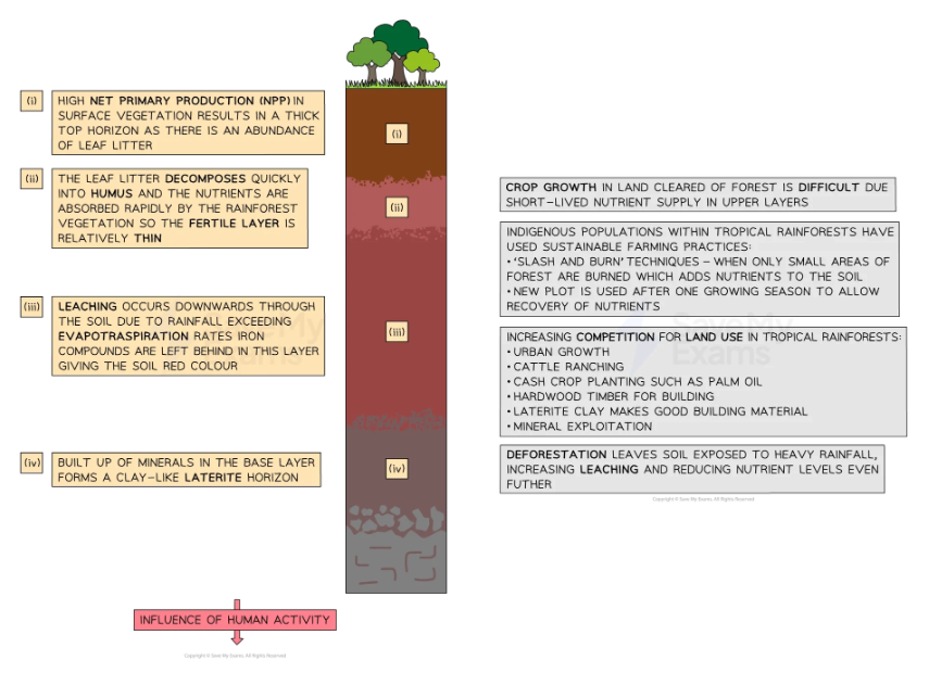 <p><strong>Latosols</strong> are deep, intensely weathered soils found in tropical regions.</p><p>- they occupy 6% of the Earth’s continental land surface (mainly in Brazil, the Congo River Basin, Guinea, and Madagascar)</p><p>- often red or yellow</p><p>- low soil pH promotes the build-up of iron and aluminum compounds in the B horizon</p><p>    - this restricts access to nutrients in the lower soil levels</p><p>    - iron oxides in the B horizon also  contribute to the accumulation of clay</p><p>- most nutrients are in organic matter deposited on the surface</p><p>    - these are either quickly taken up by roots or leached away (due to high rainfall)</p><p>- removal of vegetation removes most of the nutrients in  the ecosystem</p><p>- well-drained, meaning they are less vulnerable to soil erosion but more vulnerable to drought conditions</p>