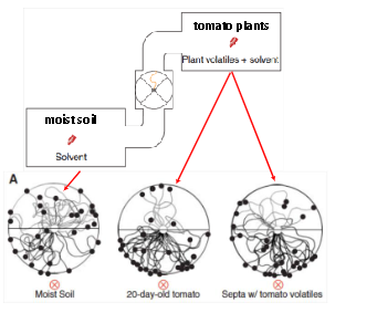<p>Ex. Striga, economically important</p>