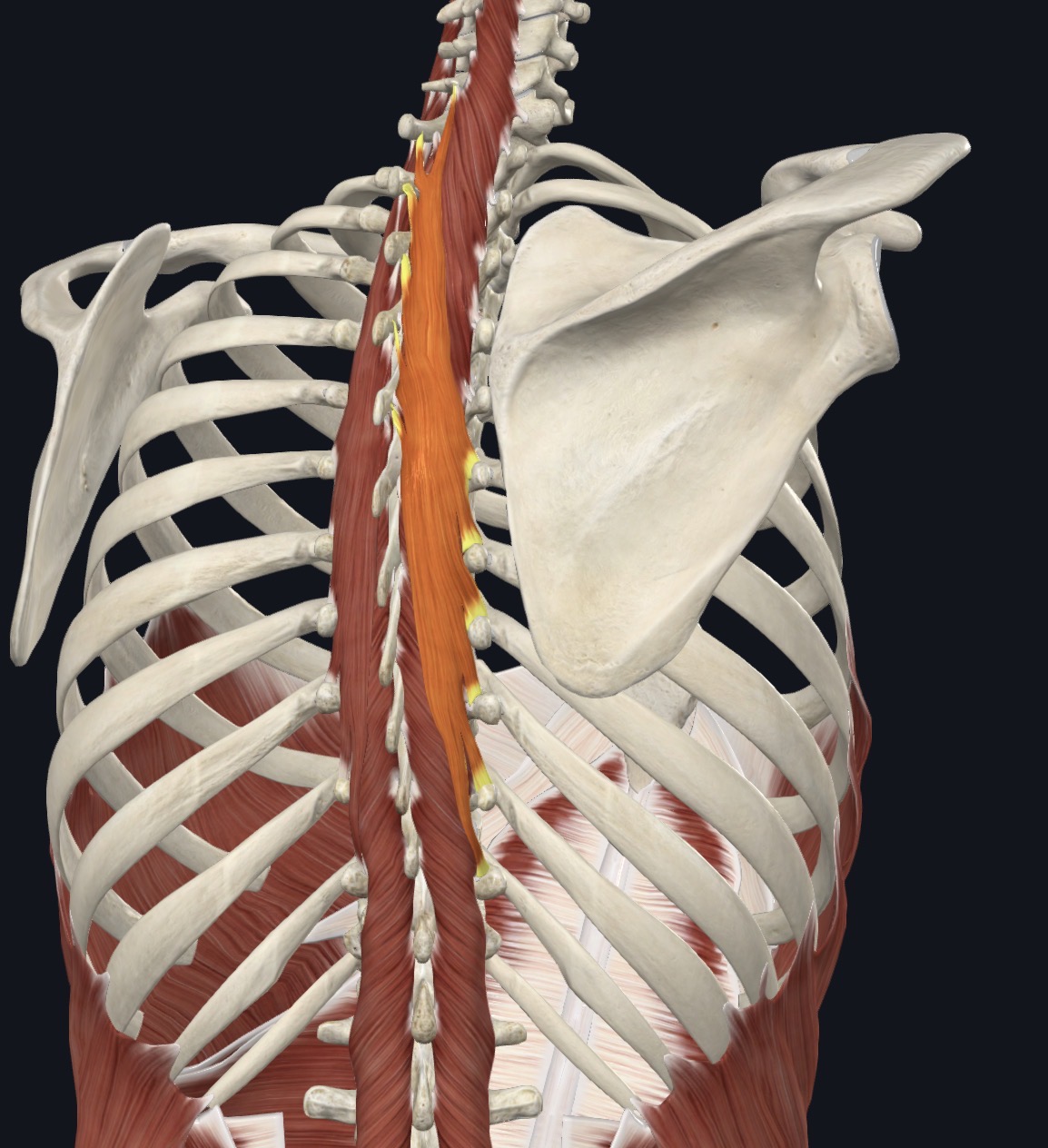 <p><strong>Unilateral:</strong> Contralateral rotation</p><p><strong>Bilateral:</strong> extension</p>