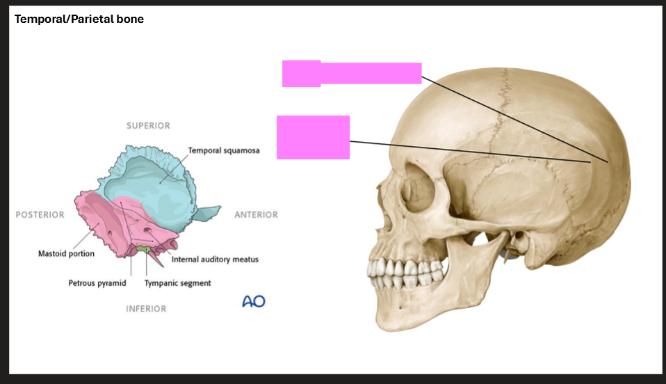 <p>Label the skull </p>