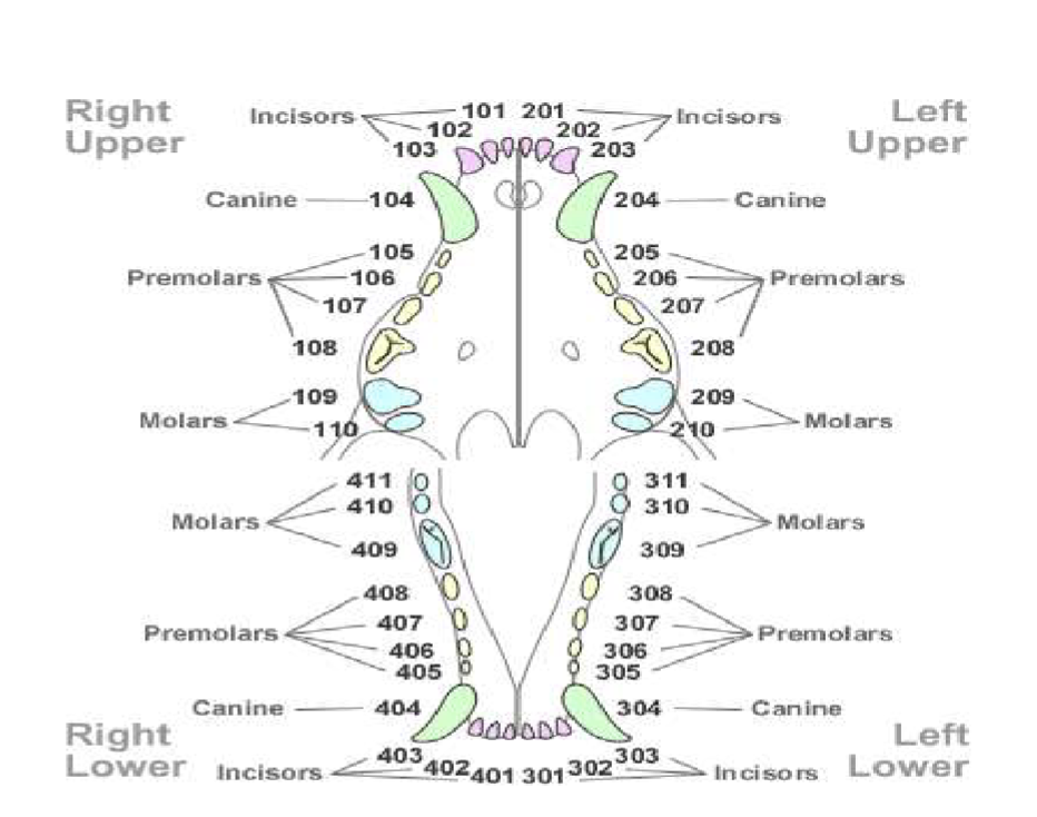 <p><span style="background-color: transparent;">Start top left box (Right upper) at the incisor and its 101 then go to top right then bottom right and end bottom left</span></p>