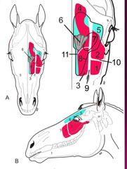 <p>What is the difference between the blue and red paranasal sinuses in this picture?</p>