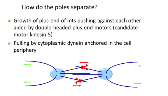 <ul><li><p>the pair of centrosomes produce spindle fibres that <strong>overlap</strong> <strong>antiparallel </strong>(plus ends together) and <strong>push </strong>each other away</p></li><li><p>this is carried out by <strong>double-headed plus-end motors</strong> that walk towards the overlapping region</p></li><li><p>also, cytoplasmic <strong>dynein </strong>(<strong>minus-end</strong> motor), <strong>anchored </strong>at the plasma membrane, <strong>pulls </strong>the centrosome away from the centre via <strong>astral microtubules</strong></p></li></ul><p></p>
