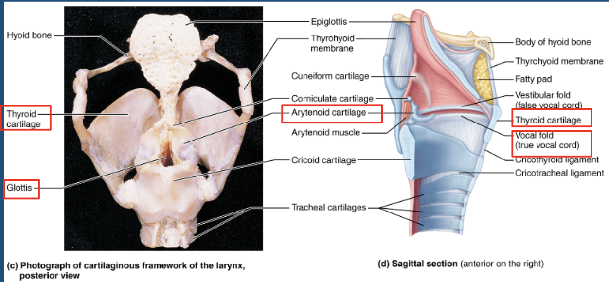 <p>arytenoid cartilages </p>