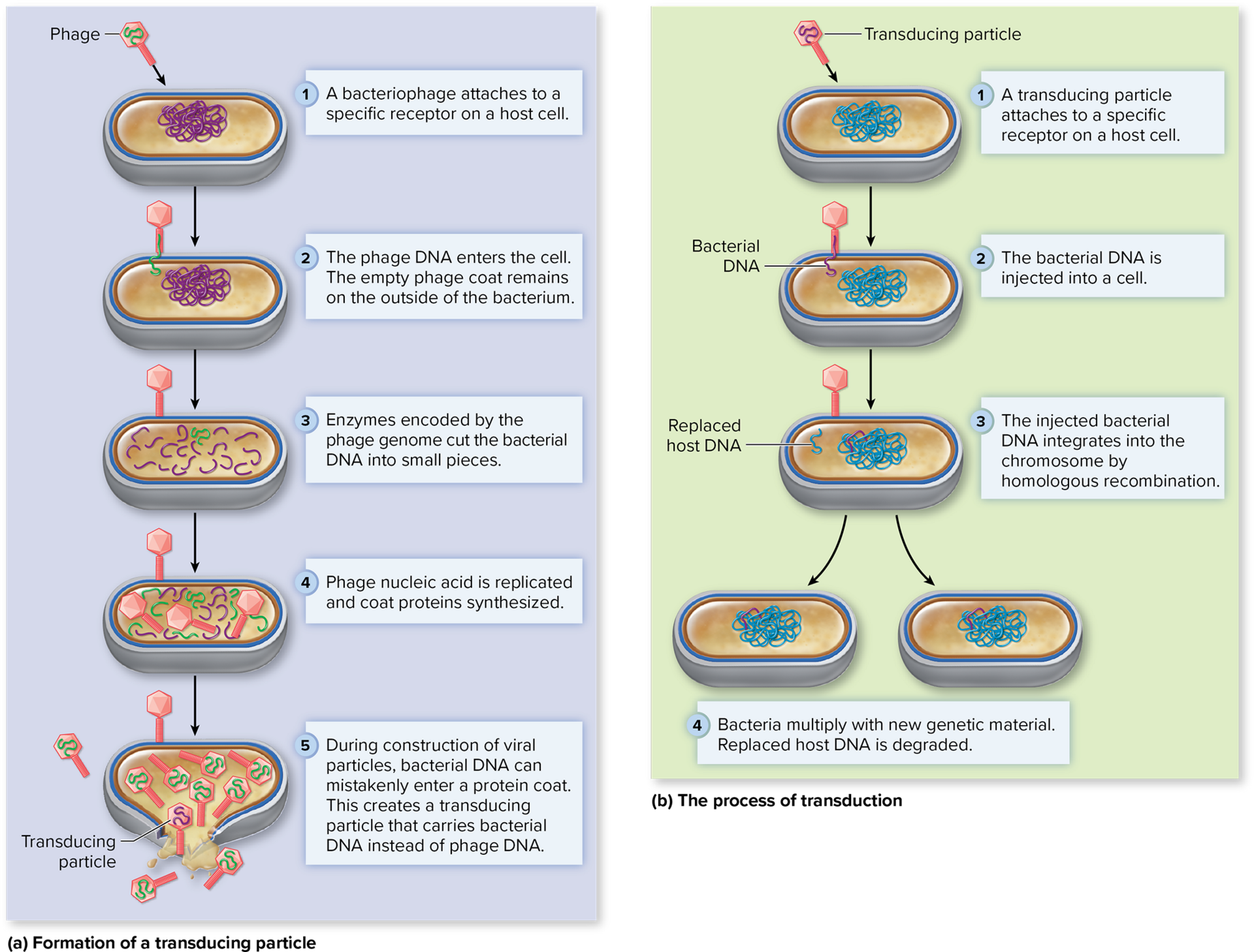 <p><mark data-color="yellow" style="background-color: yellow; color: inherit;">Virus that infects bacteria.</mark></p><p>Infects host cell to break down its genetic material, and utilize the rest of its cellular components to duplicate <em>their</em> viral DNA instead (not the bacteria’s) » <mark data-color="blue" style="background-color: blue; color: inherit;">mass production of [__]</mark></p><ul><li><p><strong>transduction</strong> is able to happen when bacterial DNA mistakenly packages the original bacteria’s DNA (from the surroundings) into the [__]</p></li></ul><p></p>