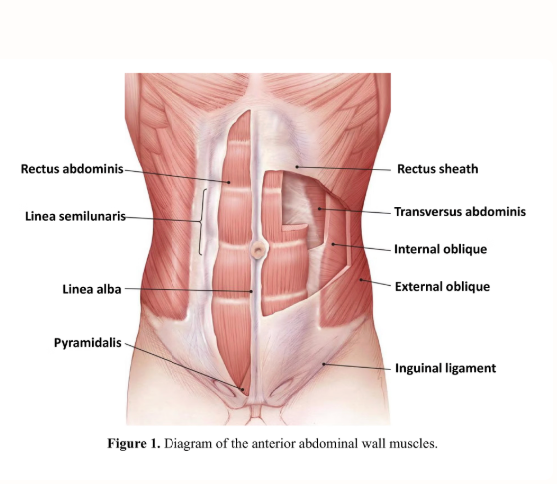 <ol><li><p><u>rectus abdominis</u></p></li></ol><ul><li><p>enclosed in <strong>rectus sheath</strong></p></li><li><p>function: flexes the trunk</p></li></ul><ol start="2"><li><p><u>external &amp; internal obliques</u></p></li></ol><ul><li><p>diagonal fibers</p></li><li><p>function: rotates and laterally flexes the trunk</p></li></ul><ol start="3"><li><p><u>tranversus abdominis</u></p></li></ol><ul><li><p>deepest layer</p></li><li><p>compresses the abdomen and stabilizes the core</p></li></ul><ol start="4"><li><p><u>Linea Alba</u></p></li></ol><ul><li><p>connective tissue at the <strong>abdominal midline</strong>, separating left and right rectus muscles</p></li></ul><p></p>