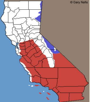 <p>Which Phrynosomatidae species? (hint: side blotch)</p>