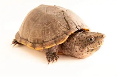 <p>highly aquatic; can climb; big head; single hinge; speckling/mottling on head and shell</p>