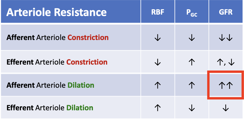 <p>GFR increases</p>
