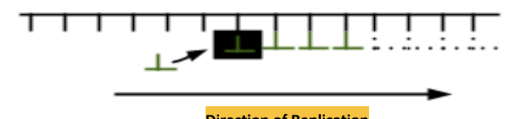 <p>DNA polymerase can….</p>