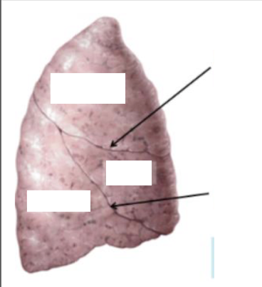 <p>Identify all parts</p><ul><li><p>identify specific organ </p></li></ul><p></p>
