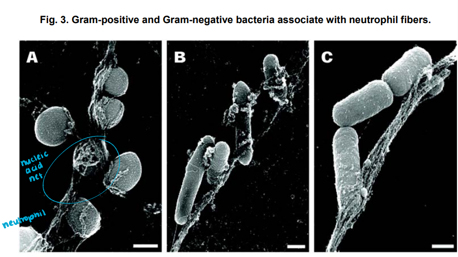 <p>As a final effort to concentrate pathogens and prevent them for further migrating, neutrophils undergo apoptosis or ——- → where they throw out DNA NETs (neutrophil extracellular traps) decorated with cationic proteins that trap and kill pathogens. </p><p>The dead neutrophils and debris are then engulfed and cleared by macrophages. </p>