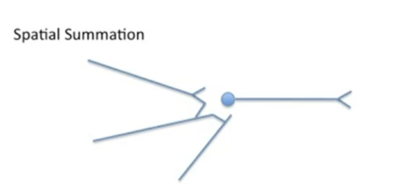 <p>describe Spatial summation (1 mark)</p>