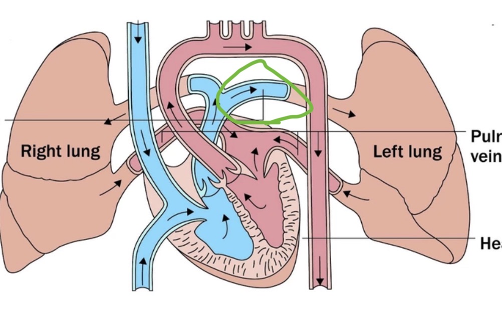 <p><span><span>blood vessels that carry deoxygenated blood from the right ventricle through the pulmonary trunk to the lungs for oxygenation.</span></span></p>