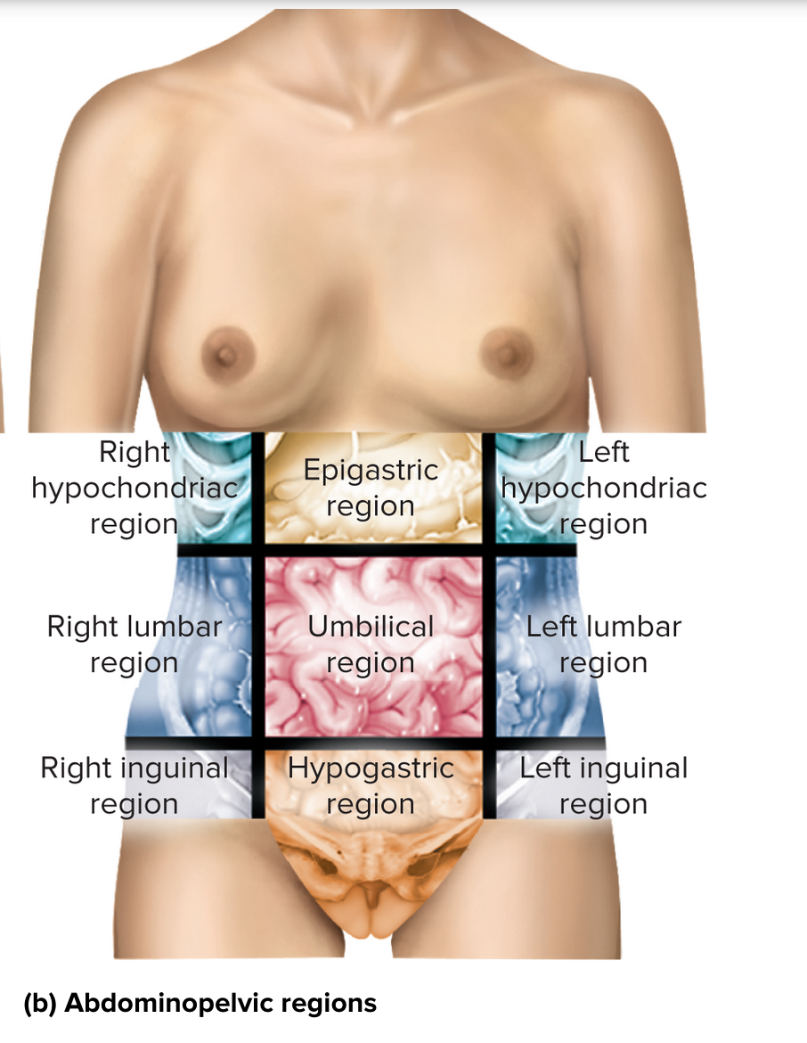 <p>Each vertical line creates a <strong><em>midclavicular</em></strong> line (passes through midpoint of the clavicle or collar bone). The superior horizontal line is called the <strong><em>subcostal</em></strong> line, because it connects the inferior borders of the lowest <strong><em>costal</em></strong> cartilages (cartilage connecting the tenth rib on each side to the inferior end of the sternum). The inferior horizontal line is called the <strong><em>intertubercular</em></strong> line because it passes from left to right between the <strong><em>tubercles (</em></strong>anterior superior spines) of the pelvis- two points of bone located about where the front pockets open on many pants. </p>