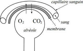 <ul><li><p><span>La concentration de CO2 est&nbsp;&nbsp;régulée&nbsp;par  variations du volume courant et de </span>la <span>fréquence respiratoire (ventilation-minute).</span></p></li><li><p><strong>Le</strong><span><strong> </strong></span><strong>CO2</strong><span><strong> </strong>présent <strong>dans les alvéoles</strong> quitte l'organisme </span>par<span> les voies aériennes, </span>à<span> chaque <strong>respiration</strong>.</span></p></li><li><p>La<span> PCO2 est fonction </span>de<span> </span>la<span> <strong>production tissulaire </strong></span><strong>de</strong><span><strong> CO2 </strong>et </span>de<span> </span><strong>son</strong><span><strong> élimination alvéolaire</strong></span></p></li><li><p>La<span> ventilation permet </span>une<span> défense semi-retardée </span>:<span> <strong>contrairement</strong> </span>au<span> processus de <strong>tamponnement</strong> chimique, </span>qui<span> est immédiat, </span>la<span> régulation pulmonaire </span>se<span> produit </span>au<span> bout </span>de <span>quelques <strong>minutes </strong></span><strong>à</strong><span><strong> quelques heures.</strong></span></p></li></ul><p></p>