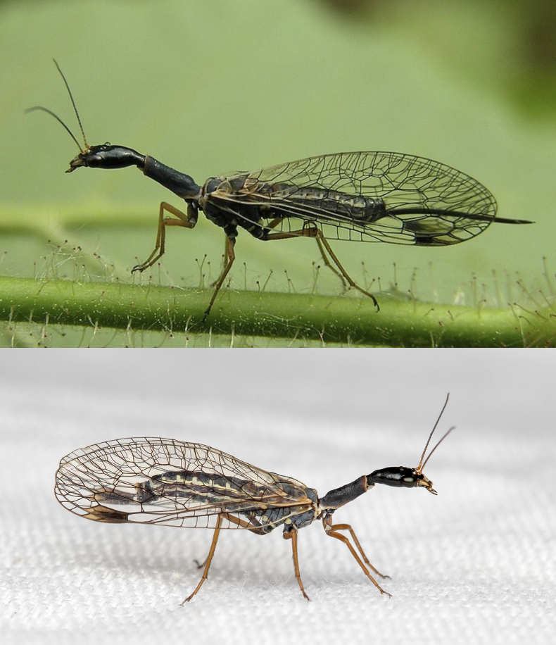 <p>Latin, magyar, védett?</p>