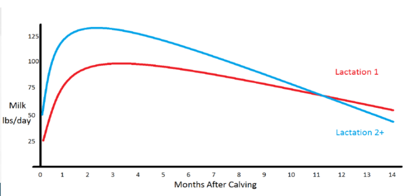 <ul><li><p>Begins on day of calving</p></li><li><p>3 stages</p><ul><li><p>“Fresh” or early lactation (day 0-21)</p></li><li><p>“Peak” or “high” ~20-200 days in milk (DIM)</p></li><li><p>“late” or “low” ~200-300 DIM</p></li></ul></li></ul><p>KNOW HOW TO DRAW THIS CURVE</p>