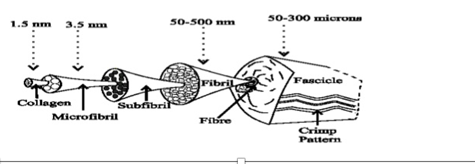 <p>fibroblasts - communication</p><p>sensory fibres for proprioception, stretch and sensory</p><p><span>Vessels (surface)</span></p><p style="text-align: left;"><span>Crimping - allow stretch </span></p>