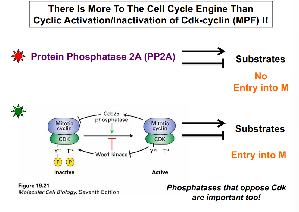 <p><span style="background-color: transparent;"><strong>Cell Cycle Oscillation: Positive and Negative Feedback</strong></span></p>