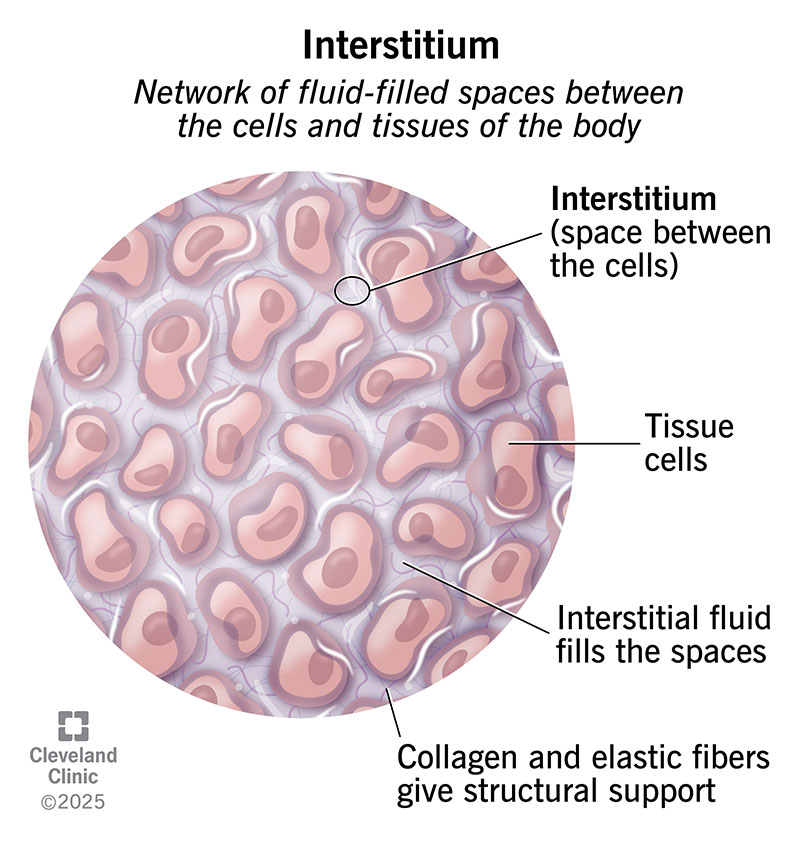 <p>Interstitial space</p>
