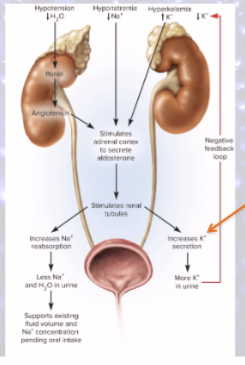 <p>most potassium reabsorbed by PCT</p><p>DCT and collecting duct secrete potassium in response to blood levels, mediated by aldosterone</p>