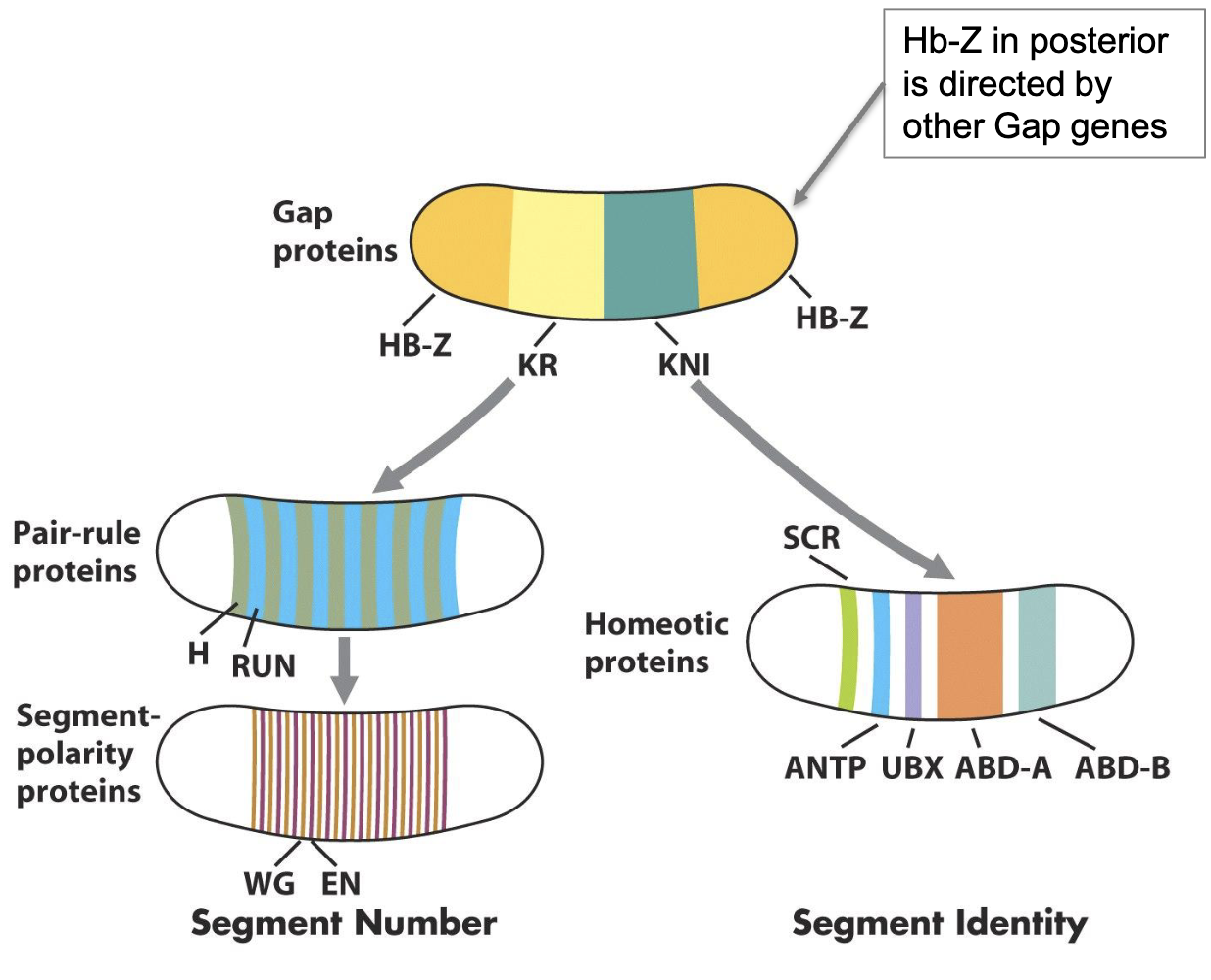 <ul><li><p>pair rule genes and homeotic selector genes are directly activated by GAP proteins (which are expressed in syncytial blastoderm)</p></li></ul><p></p>