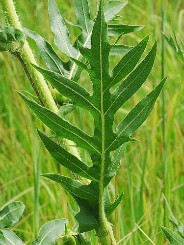 <p>compass plant</p>