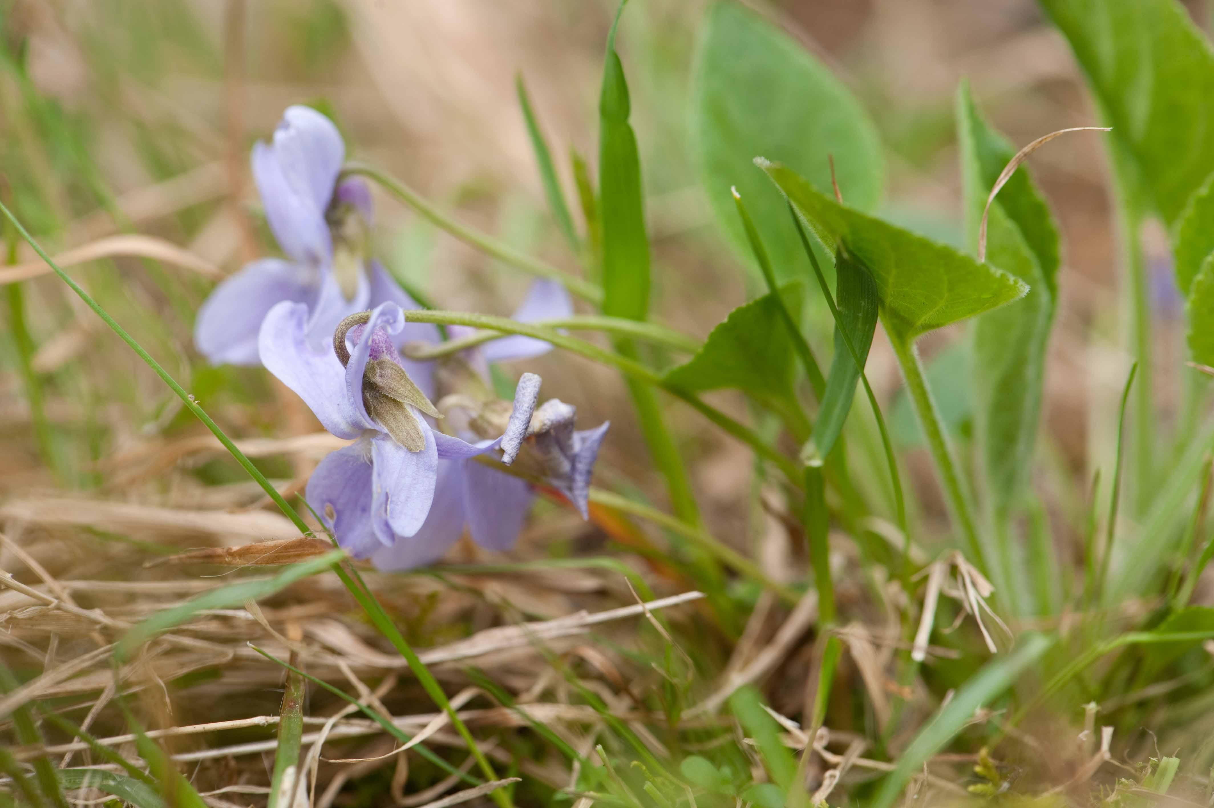 <p><span style="background-color: rgba(0, 0, 0, 0); line-height: 27px;">Klasa <strong>TRIFOLIO-GERANIETEA </strong></span>związek <strong>Ciepłolubne okrajki</strong></p>