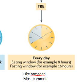 <p>time-restricted eating</p>