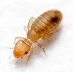 <p>what insect is this?</p>