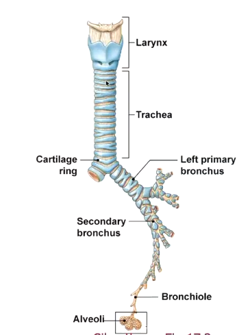 <p>blue, asthma usually involves constriction down at the levels of the bronchioles here there is smooth muscle. cartilage keeps the airways open everyhere else</p>