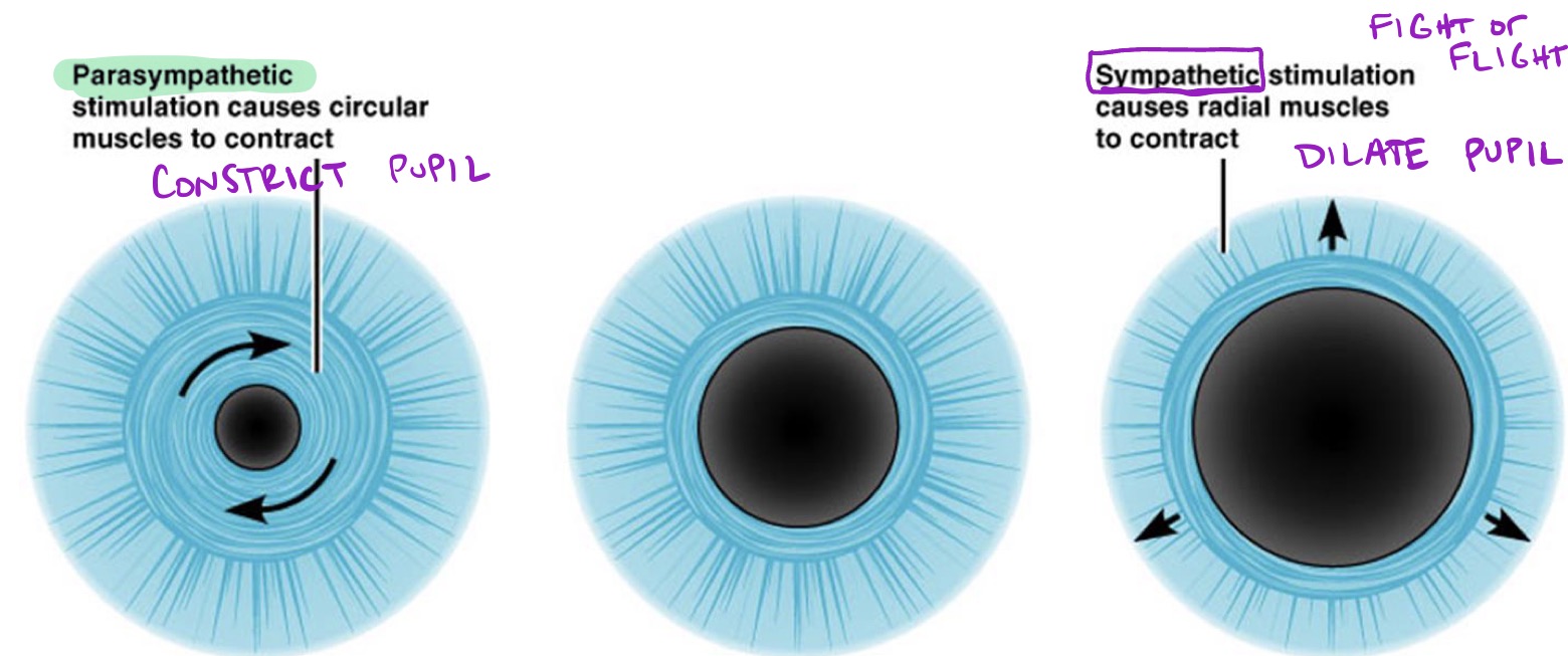 <ul><li><p>Iris = change pupil diameter</p></li><li><p><strong>Parasympathetic:</strong></p><ul><li><p>Stimulation causes <strong>circular muscles</strong> to contract, which <strong>constricts the pupil</strong></p></li></ul></li><li><p><strong>Sympathetic:</strong></p><ul><li><p>Stimulation causes<strong> radial muscles</strong> to contract, which<strong> dilates the pupil</strong></p></li></ul></li></ul><p></p>