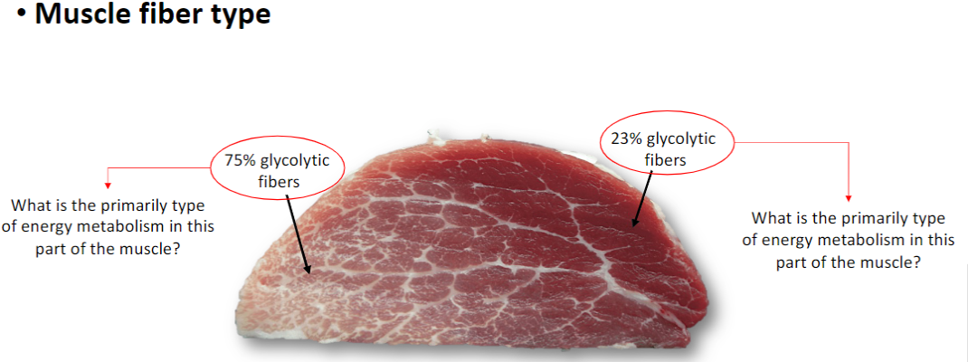 <p><strong>23% Glycolytic Fibers (77% Oxidative)</strong><br> Majority are <strong>oxidative fibers (Type I, slow twitch)</strong><br> Primary energy metabolism is <strong>aerobic (oxidative)</strong></p><p><strong>75% Glycolytic Fibers</strong><br> Majority are <strong>glycolytic fibers (Type II, fast twitch)</strong><br> Primary energy metabolism is <strong>anaerobic (glycolytic)</strong></p>