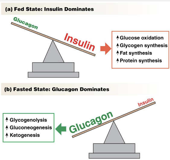<p><strong>Insulin → </strong>released in fed state</p><ul><li><p>Decreases glucose levels</p></li><li><p>Promotes anabolic reactions → synthesis/building</p></li></ul><p><strong>Glucagon → </strong>released in hungry state</p><ul><li><p>Increases glucose levels</p></li><li><p>Promotes catabolic reactions</p></li></ul><p></p>